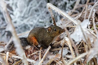 背包管理对战新游《咔砰！玩具乱斗屋》现已推出免费试玩